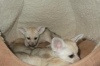 fennec-fox-and-spotted-genet