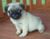 AKC-Registered-Fawn-Pug-Puppies-Ready