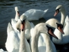 -We-are-breeders-of-Swans-and-other-species-of-birds-