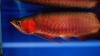 We-supply-best-quality-arowana-fishes-of-all-kinds