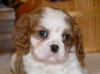-Gorgeous-Cavalier-King-Charles
