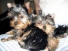 MALE-AND-FEMALE-TEACUP-YORKIE-PUPPIES-FOR-ADOPTION