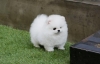 Super-Adorable-Mini-Toy-Pomeranian
