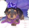 Pure-Breed-Male-Female-Teacup-Yorkie-Puppies-For-Lovely-Homes