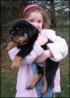 Adorable-Rottweiler-Puppies-For-Adoption-
