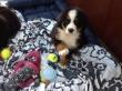 Outstanding-Bernese-Mountain-Puppies-
