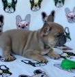 Adorable-French-Bulldog-litters